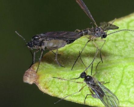 Wie man Mücken in Innenblumen mit chemischen und volkstümlichen Mitteln loswird