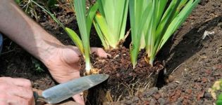 The better to feed irises, the rules and timing of fertilization