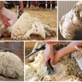 Ką daryti namuose su avių vilna po kirpimo ir kaip užsiimti verslu