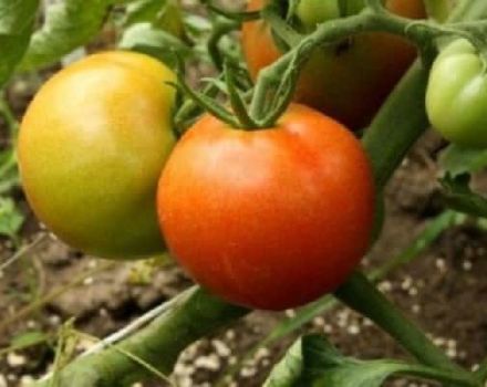 Descrizione della varietà di pomodoro di Capodanno e delle sue caratteristiche