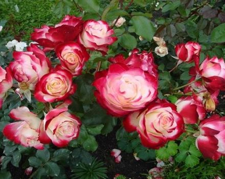 Descripció de la varietat de roses Aniversari del príncep de Mònaco, regles de plantació i cura