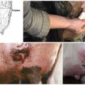 16 maladies courantes du pis de vache et leur traitement