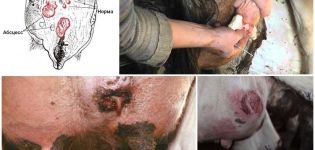16 common cow udder diseases and their treatment