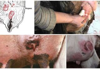 16 izplatītas govju tesmeņa slimības un to ārstēšana