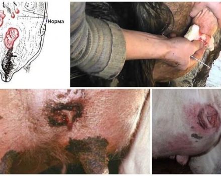 16 veel voorkomende koeienuierziekten en hun behandeling