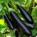 Description of the prince eggplant variety, its characteristics and yield