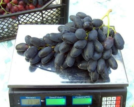 Vynuogių veislės „Velika“ aprašymas ir derlius, pagrindinės savybės ir istorija
