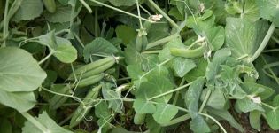 Gieo đậu Hà Lan làm phân xanh như thế nào và khi nào, thích hợp cho cây trồng nào