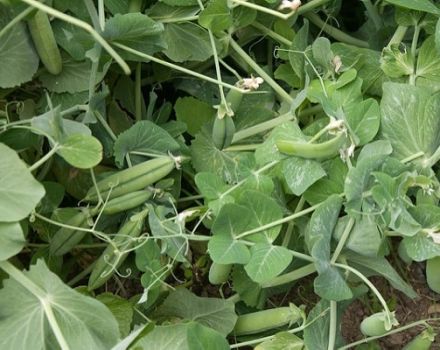 How and when to sow peas as green manure, for which crops it is suitable