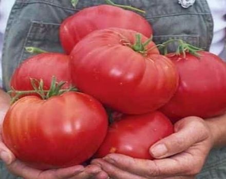 Descrizione della varietà di pomodoro Assalto di lamponi, caratteristiche di coltivazione