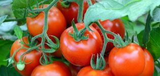 Caratteristiche e descrizione della varietà di pomodoro Dobry f1, la sua resa