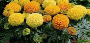 Caractéristiques et description de la variété Antigua marigold, règles de plantation et d'entretien