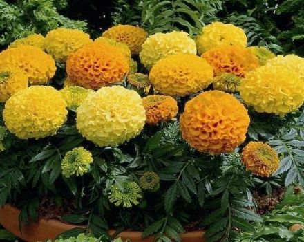 Characteristics and description of the Antigua marigold variety, planting and care rules