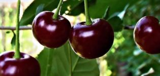 Beskrivelse af kirsebærsorter Ognevushka og dens egenskaber, fordele og ulemper