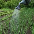 How to water onions in the open field correctly and often, when to stop watering