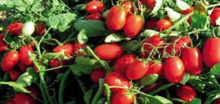 Tomaattilajikeilmiön kuvaus, sen ominaisuudet ja sato