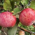 Description of the Streifling apple variety and cultivation features, planting and care characteristics