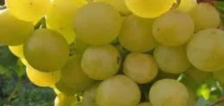 Galbena Nou vīnogu šķirnes un audzēšanas smalkumu apraksts un īpašības, priekšrocības un trūkumi