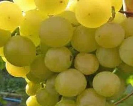 Opis i cechy, zalety i wady odmiany winogron Galbena Nou oraz subtelności uprawy