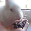Je možné dať králikom semená, nuansy kŕmenia a kontraindikácie