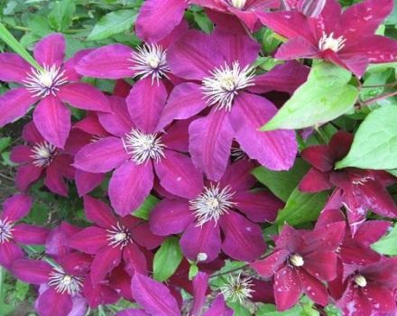 Description and characteristics of clematis variety Niobe, planting scheme and care