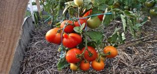 Περιγραφή και χαρακτηριστικά της ποικιλίας ντομάτας Kalinka-Malinka