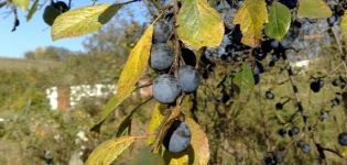 How to plant, grow and care for plums, treatment against diseases and pests