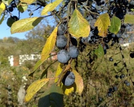 How to plant, grow and care for plums, treatment against diseases and pests