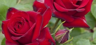Descripción y características de las rosas de la variedad Niccolo Paganini, reglas de plantación y cuidado.