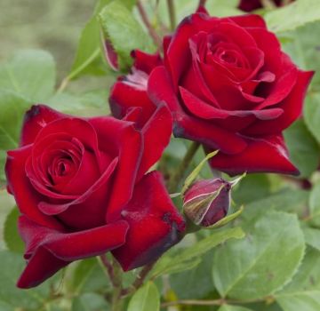Kuvaus ja ominaisuudet Niccolo Paganini ruusut, istutus ja hoito säännöt