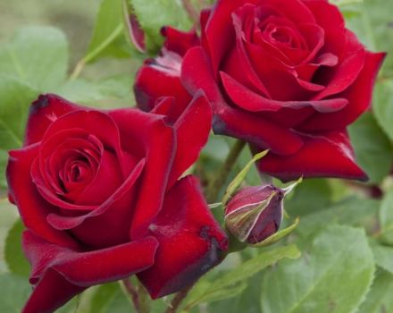Beskrivelse og karakteristika for roser af sorten Niccolo Paganini, plantnings- og plejebestemmelser