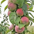 Description and characteristics of Triumph apple trees, regions of distribution and reviews