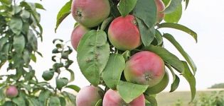 Description and characteristics of Triumph apple trees, regions of distribution and reviews