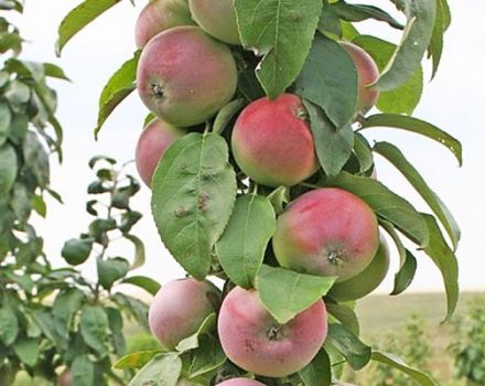 Beskrivelse og karakteristika for Triumph-æbletræer, fordelingsregioner og anmeldelser