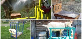 Rozmery a výkresy dojacích strojov pre kozy a ako to urobiť sami
