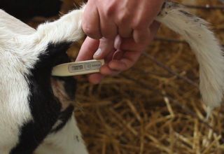 What should be the normal temperature in calves and what to do in case of deviations