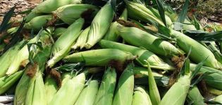 Rules and terms for harvesting corn on the cob from the fields