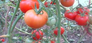 Description de la variété de tomate Taimyr, ses caractéristiques et ses caractéristiques de culture