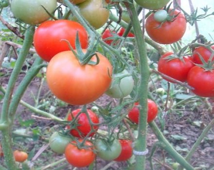 Descrizione della varietà di pomodoro Taimyr, sue caratteristiche e caratteristiche di coltivazione
