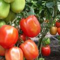 Egenskaber og beskrivelse af tomatsorten Nastya sibiryachka