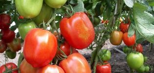Egenskaper och beskrivning av tomatsorten Nastya sibiryachka