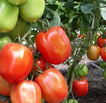 Characteristics and description of the tomato variety Nastya sibiryachka