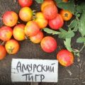 Značajke i opis sorte rajčice Amur tigar