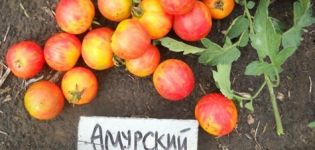 Caratteristiche e descrizione della varietà di pomodoro tigre dell'Amur