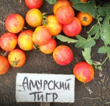 Amur-tiikeri-tomaattilajikkeen ominaisuudet ja kuvaus
