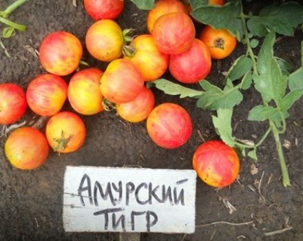 Características y descripción de la variedad de tomate tigre de Amur