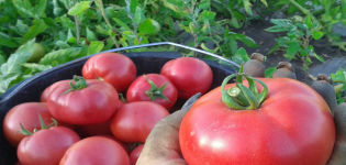 Kuvaus tomaattilajikkeesta Lvovich, sen eduista ja haitoista