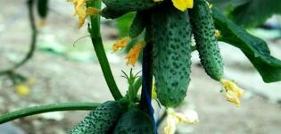 A Csajkovszkij uborkafajta leírása, jellemzői és termése
