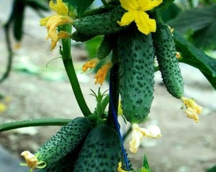 Description of the Tchaikovsky cucumber variety, its characteristics and yield