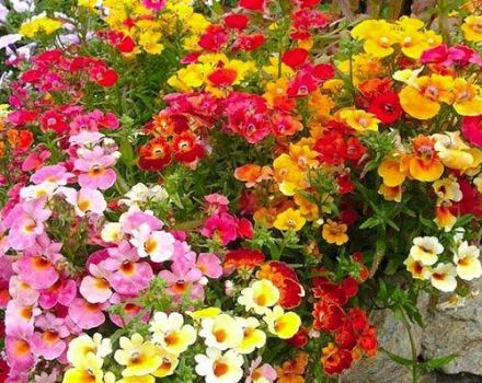 Features of growing nemesia from seeds, planting and care in the open field